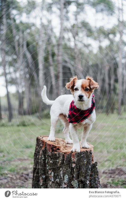 Hübscher Jack-Russell-Hund steht auf einem Holzstamm im Wald. Er trägt ein modernes kariertes Halstuch. Haustiere und Natur jack russell Holzstämme Herbst