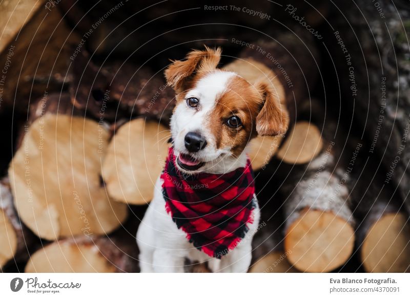 Porträt von niedlichen Jack Russell Hund sitzt vor Holzstämmen in Berg. Trägt modernes Halstuch. Haustiere in der Natur jack russell Wald Herbst Kopftuch Kragen