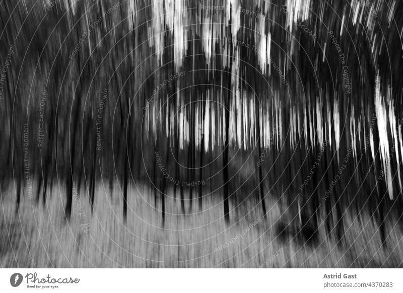 Ein unscharfer, verschwommener Wald in schwarz-weiß wald bäume herbst winter laubbäume birken abend abendlicht kalt kälte frost frostig natur forst baumstämme
