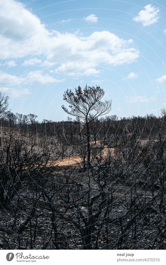Weg durch verkohlte Bäume und Buschland nach Waldbrand Natur Baum Feuer Umwelt Außenaufnahme menschenleer Landschaft Brand verbrannt grau schwarz blauer Himmel