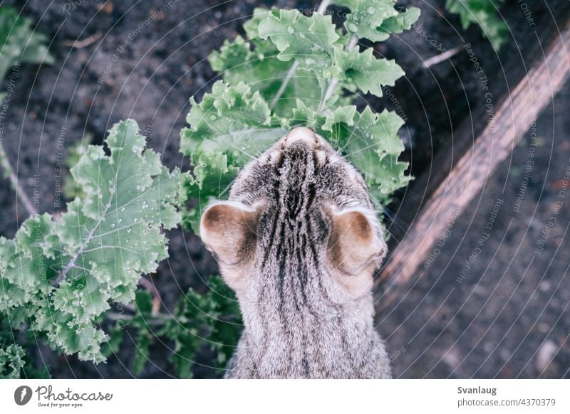 Eine Katze trinkt Wasser aus einer Pflanze Katzenkopf Garten Gartenarbeit trinken Süßwasser Durst durstig Natur Tier Trinkwasser Salatbeilage Kale