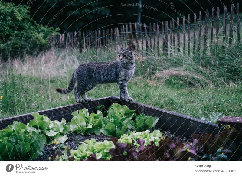 Eine Katze im Gemüsegarten Katzenportrait Gartenarbeit Tier Haustier Katzenallergie Neugier Kräutergarten Natur Gras Zurückblicken Anbau von Gemüse