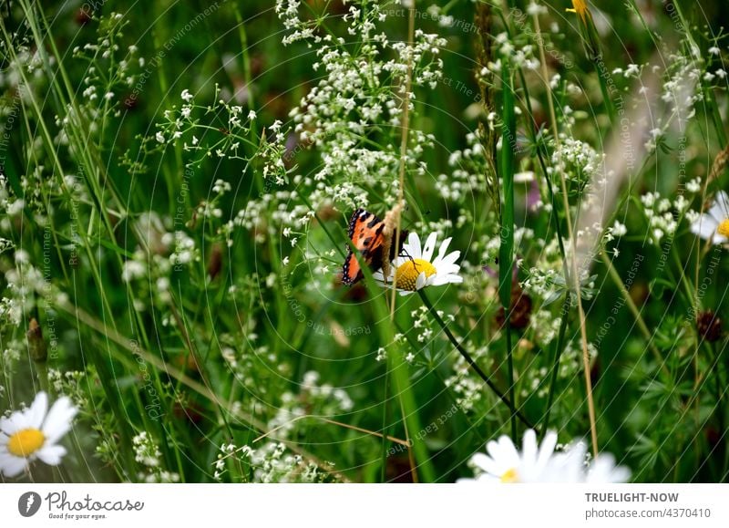 Auf einer naturbelassenen bayerischen Wiese sind zarte weisse Blumen und das Gras hoch gewachsen und ein bunter Schmetterling sitzt mittendrin auf einer Margeritenblüte