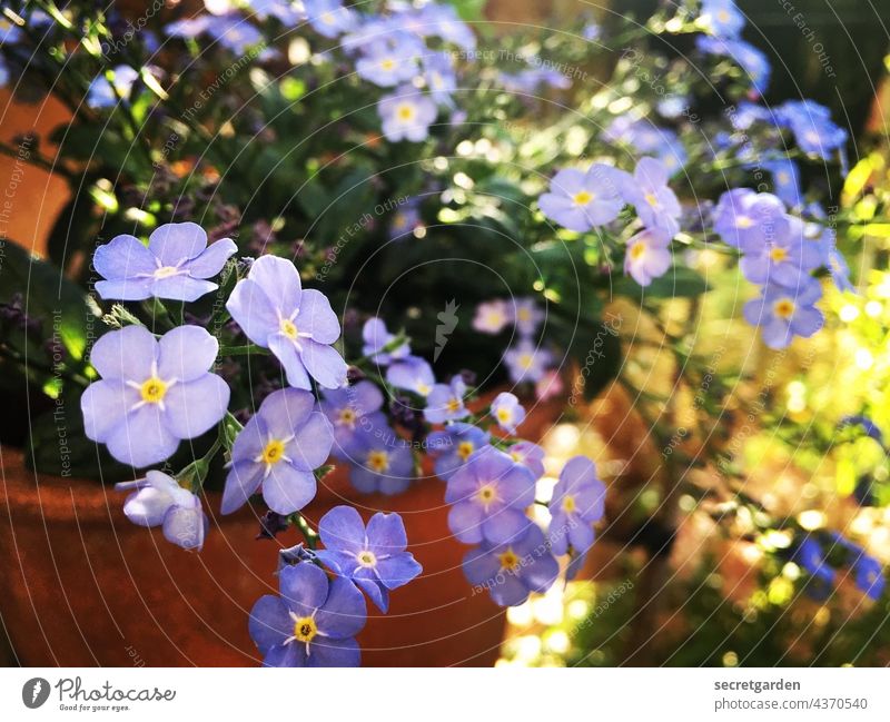 Vergissmeinnicht Vergißmeinnicht Blüte Blume Sommer Pflanze blau Blühend Natur Farbfoto grün lila fliederfarben violett Unschärfe Außenaufnahme schön sommerlich