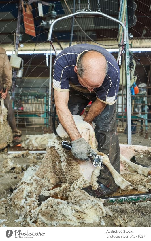 Mann schert Schafe auf einem Bauernhof Schere Wolle Maschine Merino Fussel Scheune Werkzeug männlich Instrument professionell Arbeit Arbeiter Job Material