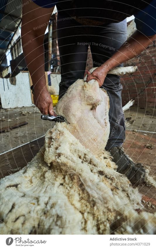 Mann schert Schafe auf einem Bauernhof Schere Wolle Maschine Merino Fussel Scheune Werkzeug männlich Instrument professionell Arbeit Arbeiter Job Material