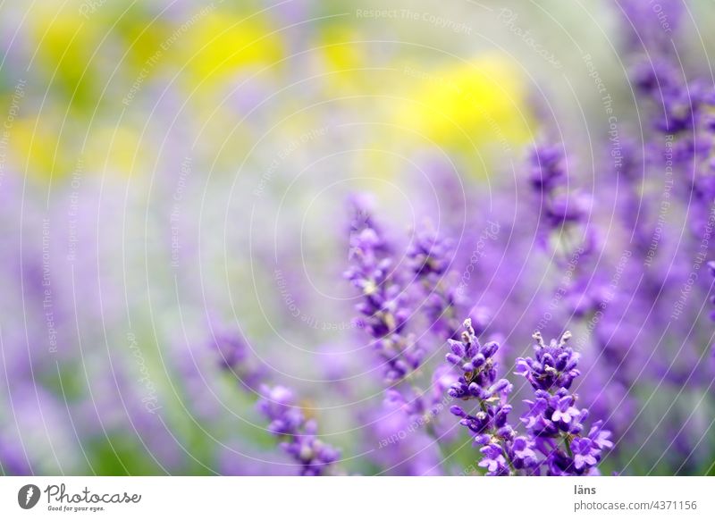 Lavendel Blühend violett Heilpflanzen Blüte Duft Blume Sommer Farbfoto Schwache Tiefenschärfe Garten Nahaufnahme Pflanze natürlich Unschärfe
