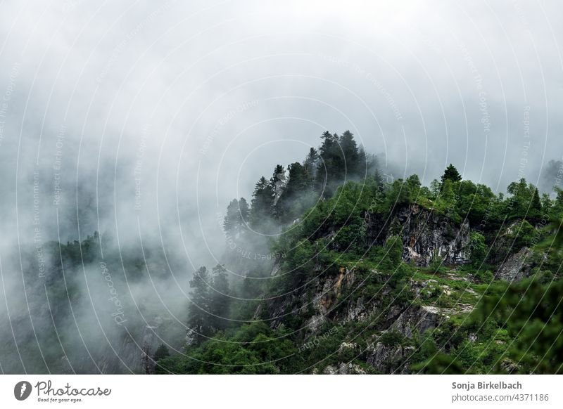 Unter den Wolken Nebel mystisch Wald Berge Felsen Kiefern Felswand Nebelschwaden Wolkenfetzen Hochnebel stimmungsvoll dramatisch düster Berge u. Gebirge Natur