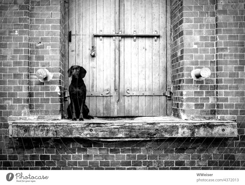 Der treue Hund wartet vor der verschlossenen Tür eines alten Lagers schwarz warten Geduld Zeit Rückkehr Abschied Wiedersheen Trennung zuverlässig laden liefern