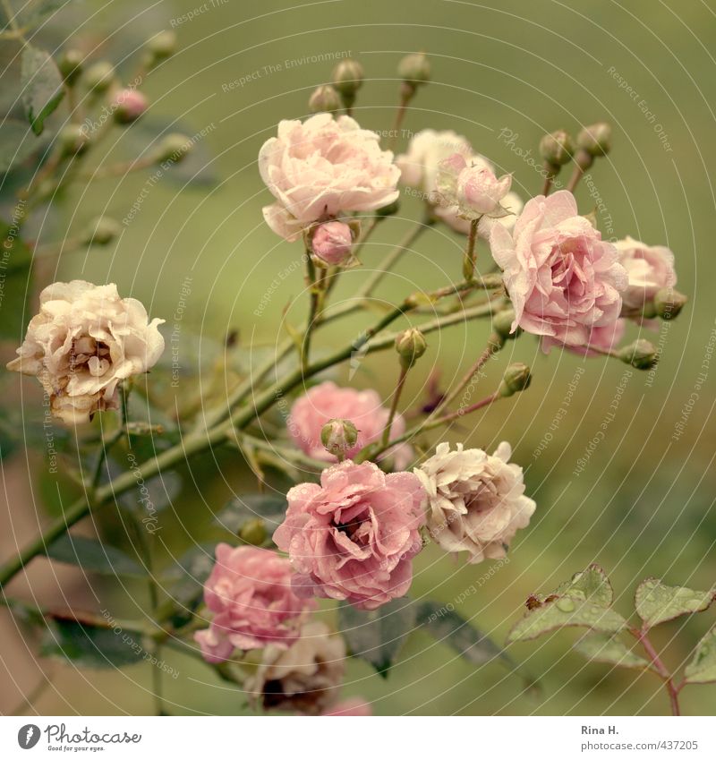 Röschen Sommer Pflanze Rose Blühend grün rosa Farbfoto Menschenleer