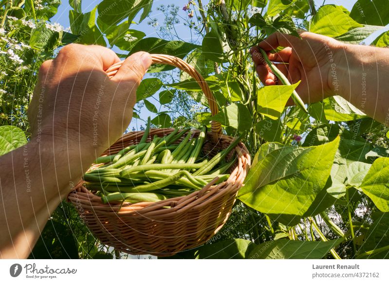 Grüne Bohnen im Garten pflücken roh Ackerbau Lebensmittel Französisch Gartenarbeit grün grüne Bohne grüne Bohnen Hand Ernte Natur organisch Kommissionierung