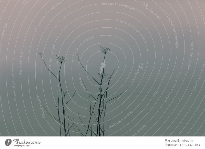 Silhouette von verblassten Blumen gegen einen dunklen Sonnenuntergang Himmel Plakat Hintergründe Textfreiraum verblüht Natur Makro Detailaufnahme Pflanze