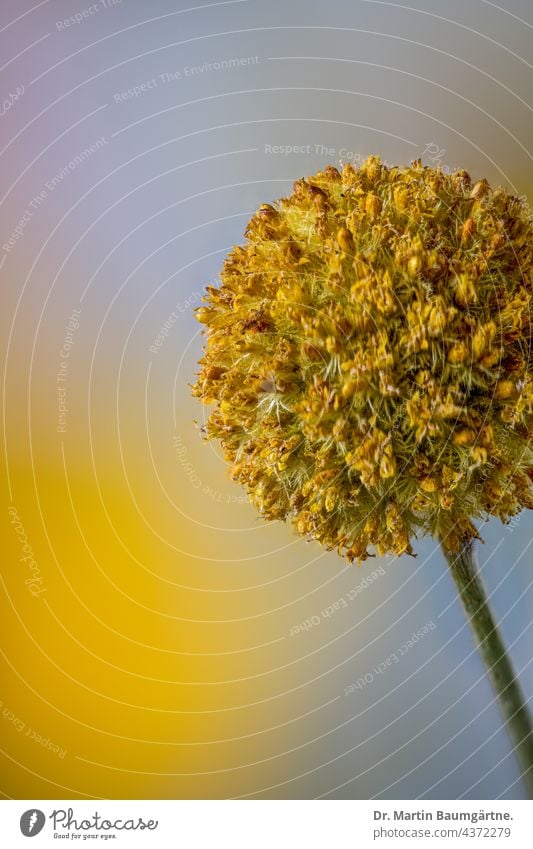 Blütenstand von Craspedia globosa, Billy button Staude Blume Pflanze aus Australien gelb kugelförmig Korbblütler Asteraceae Compositae mehrjährig