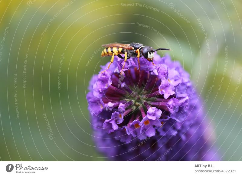 gedeckter Tisch wespe insekt nahrung suchend flieder schmetterlingsflieder blüte blüten sommer blühend