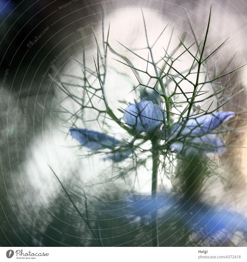 Zwischenräume - Jungfer im Grünen im Gegenlicht Blume Blüte Blühwiese Detailaufnahme Makroaufnahme Nahaufnahme Schwarzkümmel Hahnenfußgewächs einjährig