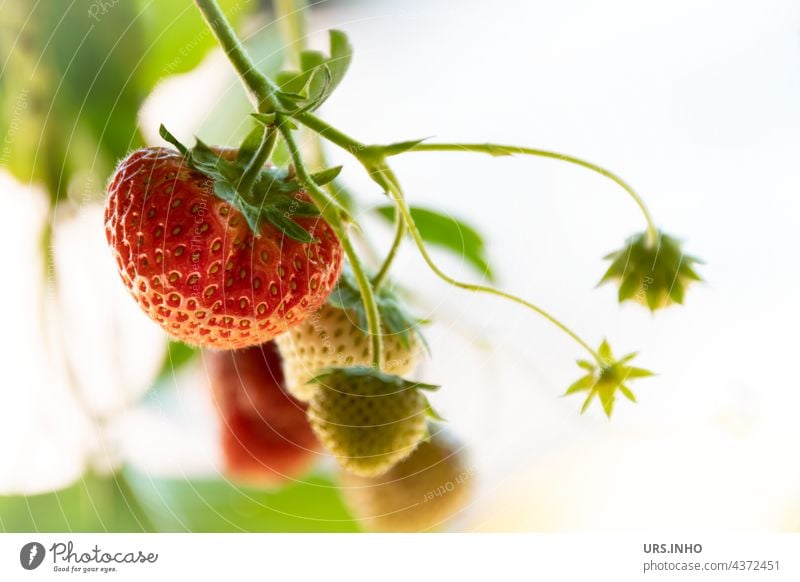 die leckeren Erdbeeren sind bald reif Obst Frucht reifen frisch fruchtig Lebensmittel Vitamin vitaminreich Bioprodukte Farbfoto süß Ernährung Vitamin C grün rot