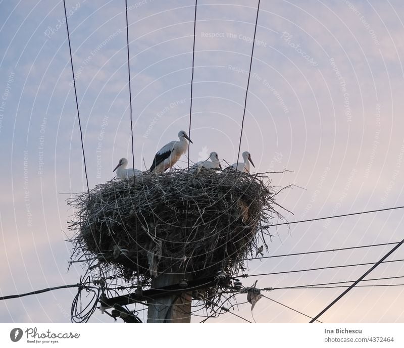 Zwischen vier elektrische Kabeln sieht man vier Störche Stehen in einem Nest, der auf einem Mast liegt. Dünne rosa Wolken umgeben das Nest und mehrere Spatzen stehen unter dem Nest.