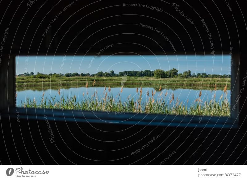 Zwischenräume | Vision einer idyllischen Zukunft auf der Erde Ausblick Loch Rechteck rechteckig grün Natur Naturschutzgebiet Schilf See Fluss Wasser Landschaft
