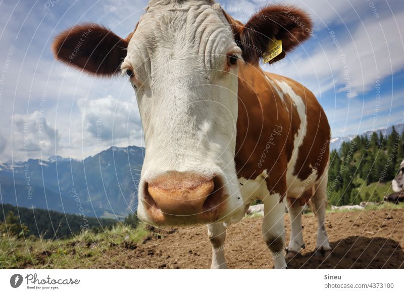 neugierige Kuh Rind Tier glückliche Kuh Nutztier Rinderhaltung Viehzucht Tierzucht Weide Wiese Alm Almwiese Landleben Landwirtschaft Biologische Landwirtschaft