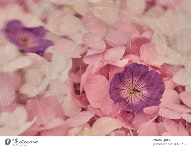Gartenblumen-Potpourri aus Hortensien und Storchenschnabel. Blumen rosa weiß violett pink pastell Pastellton Natur Blüte Pflanze Blühend Sommer Frühling