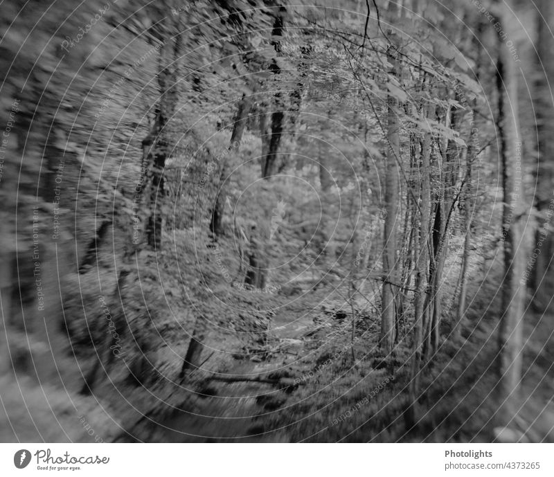 Bachlauf durch einen Laubwald. Bild in schwarzweiß. Schwarzweißfoto Wald Baum Bäume Fluss Landschaft Wasser Natur Außenaufnahme Pflanze Tag natürlich ruhig