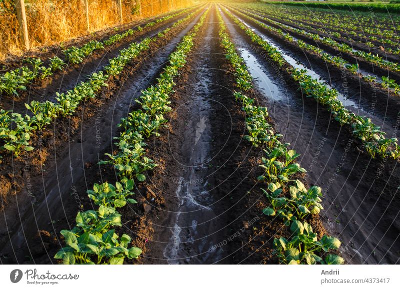 Nasser Boden auf einer Kartoffelplantage am frühen Morgen. Regen und Niederschlag. Oberflächenbewässerung von Pflanzen auf einer Plantage. Landwirtschaft und Agroindustrie. Gemüseanbau im Freien auf einem Feld mit offenem Boden.