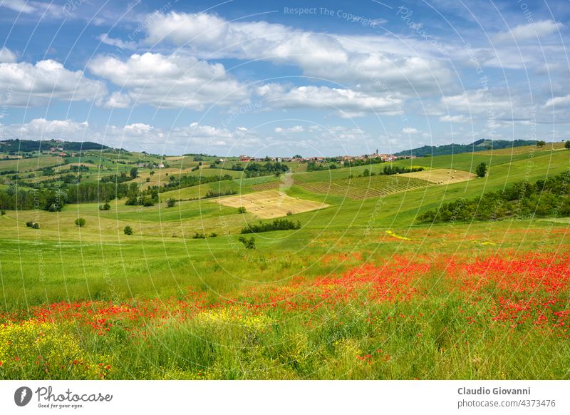 Frühlingslandschaft in den Hügeln von Tortona. Alessandria Cerreto Grue Kolli Tortonesi Europa Italien Piemonte Farbe Tag Feld grün Haus Landschaft Natur