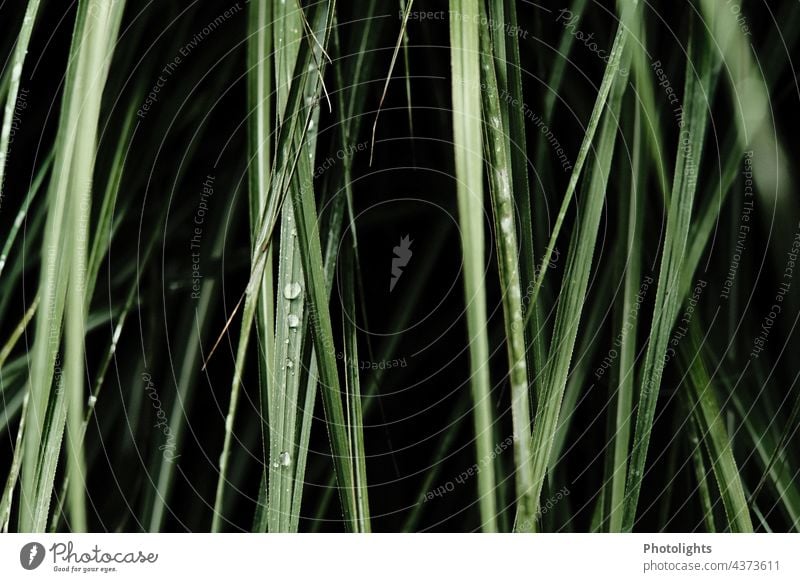 Gräser mit Wassertropfen und schwarzem Hintergrund Gras Grashalm Tropfen grün Perlen Regen nass Pflanze Nahaufnahme Natur Blatt Detailaufnahme Außenaufnahme