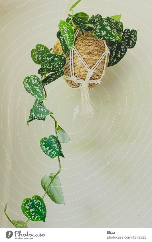 Grüne hängende Zimmerpflanze mit Übertopf in einer Blumenampel aus Makramee Hängepflanze Korb Blumentopf Pflanze Topfpflanze Wohnung Grünpflanze