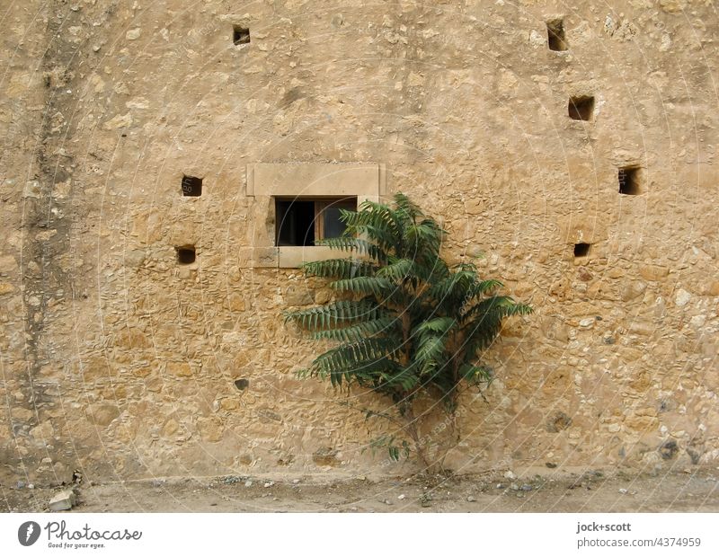 Solo an der alten gemauerten Wand Haus Kreta Griechenland Stimmung Romantik Sonnenlicht Fassade Kloster Pflanze Fenster Architektur verwittert Zahn der Zeit