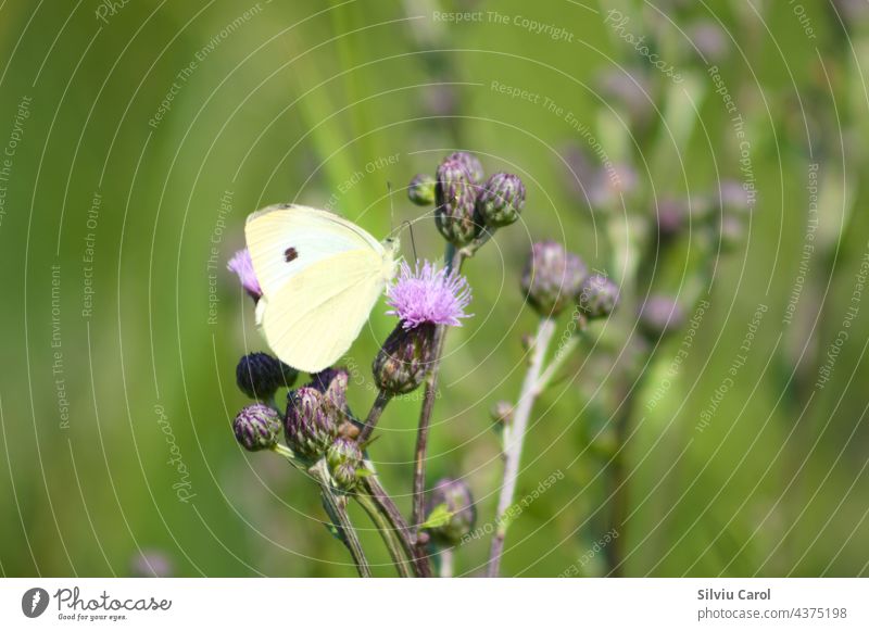 Weißer Schmetterling auf blühender Ackerkratzdistel Nahaufnahme mit selektivem Fokus Insekt weiß purpur grün Pflanze Natur Sommer schön Flügel Garten Flora gelb