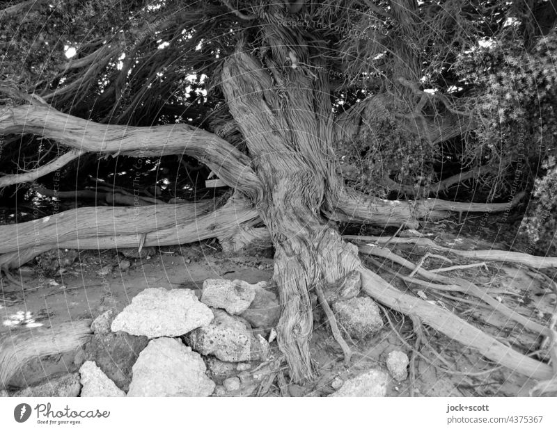 Wurzelwerk S/W Baum Natur Baumstamm Strukturen & Formen Baumrinde Schwarzweißfoto Stein Erdboden verwurzelt Kreta Griechenland Hang Böschung Geäst