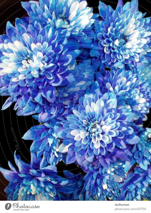 flora royale Blume weiß Makroaufnahme Pflanze Blatt blau