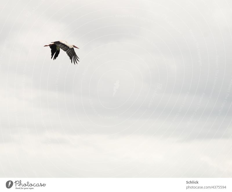 Weißstorch im Flug Flügel nach unten vor bewölktem Himmel mit viel Textfreiraum Storch bedeckt geschwungen Außenaufnahme Vogel Tier Natur Farbfoto Wildtier Tag