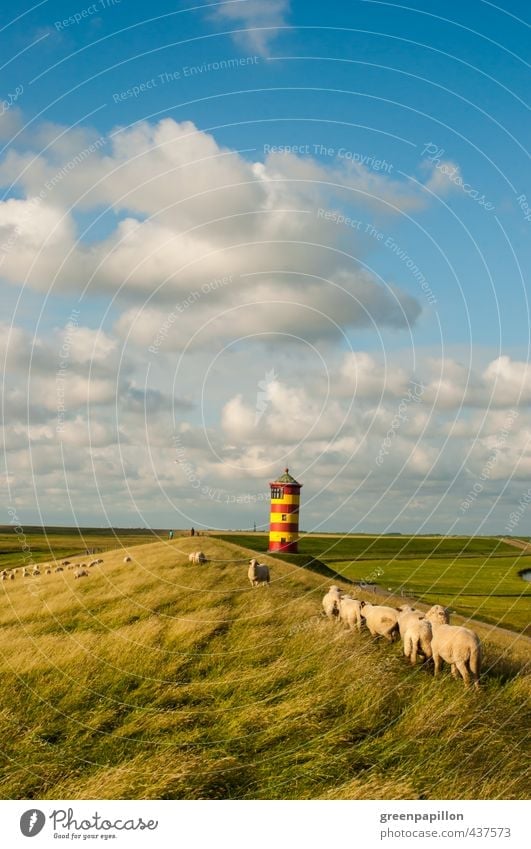 Schafe am Pilsumer Leuchtturm Umwelt Natur Landschaft Wasser Himmel Sommer Herbst Küste Sehenswürdigkeit Nutztier Herde Schafherde Ostfriesland Krummhörn