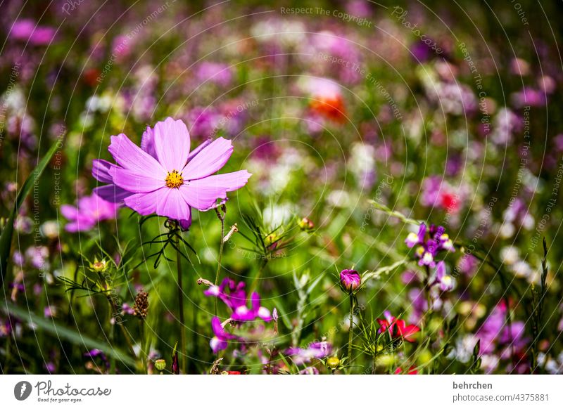 blümchen Jahreszeiten sommerlich Frühling Cosmea Natur Landschaft Pflanze Sommer Blume Gras Blatt Blüte Wildpflanze Garten Park Wiese Blühend Wachstum Duft
