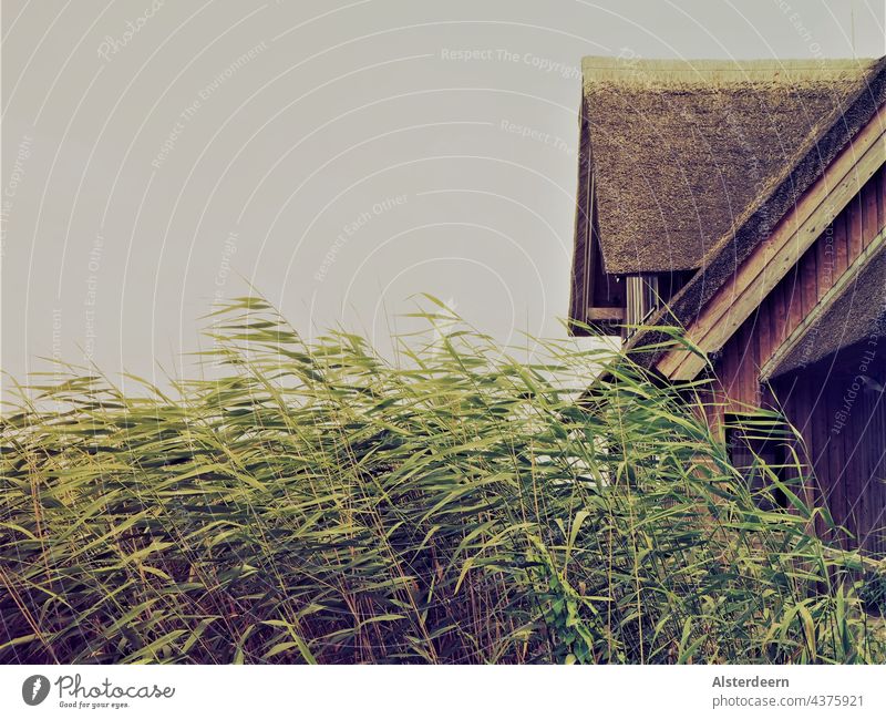 Hinter im Wind wiegender Schilf das reetgedeckte Dach einer verlassene Fischerkate Hütte Reet grün Fischerhütte Kate Schilfrohr windig Gras Reetdach Holz braun