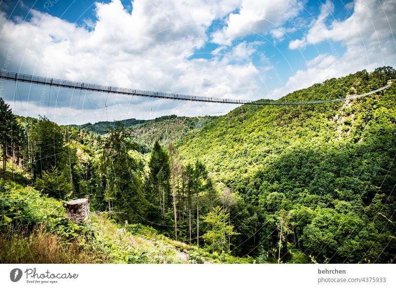 brücke im lockdown Außenaufnahme wandern Tourismus Ausflug Hunsrück gefährlich Höhenangst weite Landschaft Geierlay Hängebrücke Abenteuer Brücke Bauwerk Wald