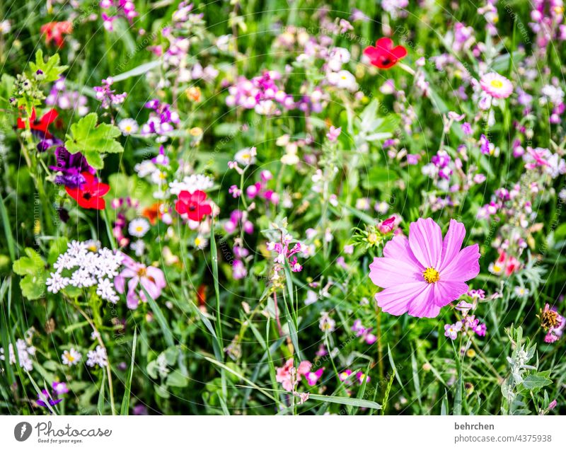 buntes treiben Jahreszeiten sommerlich Frühling Cosmea Natur Landschaft Pflanze Sommer Blume Gras Blatt Blüte Wildpflanze Garten Park Wiese Blühend Wachstum