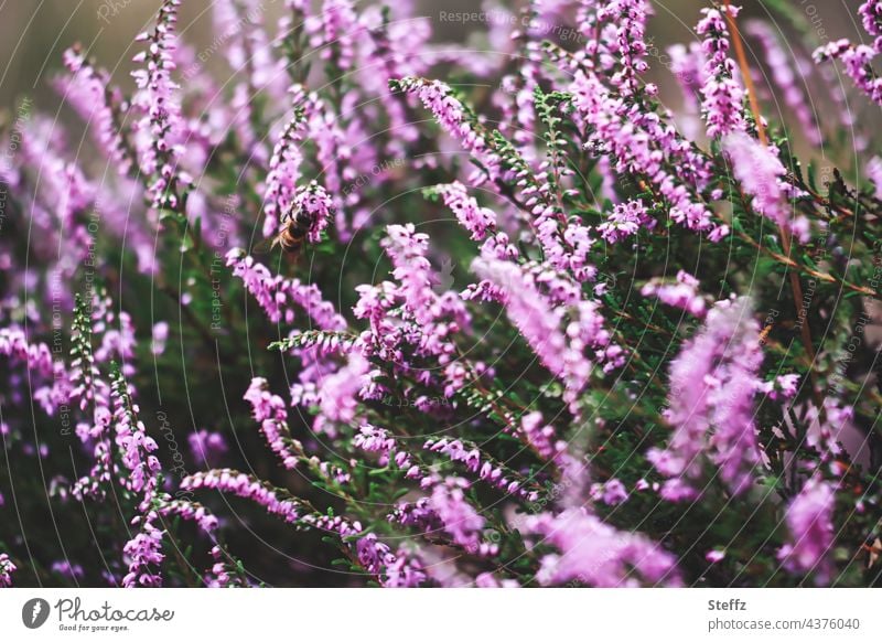 Heideblüte mit einer versteckten Biene Heidestrauch Heidekraut Wildpflanzen Honigduft Erika Besenheide Calluna vulgaris Idylle heimisch rosa blühen