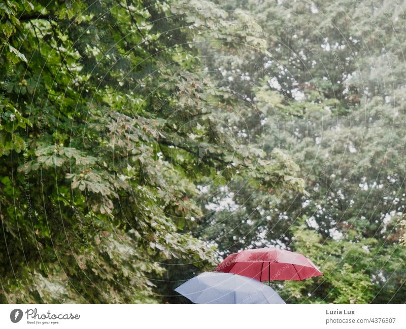 Zwei Schirme rot und weiß vor Kastanienlaub, es regnet in Strömen Regen Starkregen Wasser Wetter nass Außenaufnahme schlechtes Wetter Farbfoto Regenschirm
