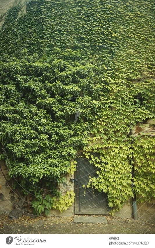 Grünfläche Efeu Wand Mauer Außenaufnahme Pflanze grün Grünpflanze Wachstum Ranke Sträucher Kletterpflanzen bewachsen Fassade Wildpflanze Menschenleer