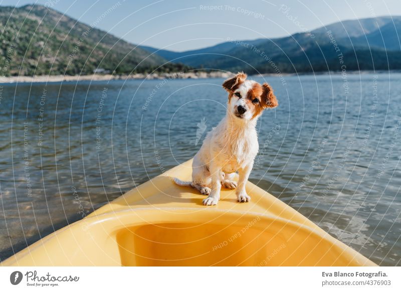 schöne Jack Russell Hund sitzt auf gelben Kanu in See während sonnigen Tag. Sommerzeit. Haustiere, Abenteuer und Natur jack russell reisen Transport niedlich