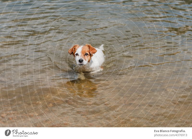 lustiger kleiner Jack Russell Hund schwimmt im See. Sommerzeit. Haustiere, Abenteuer und Natur jack russell schwimmen heiß Wasser Schwimmsport Spaß laufen nass