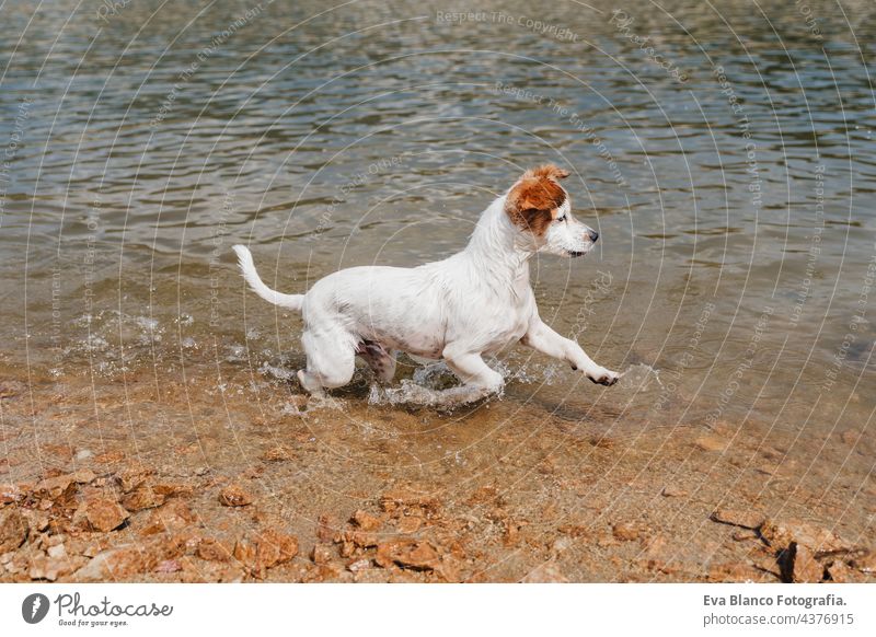 lustiger kleiner Jack Russell Hund schwimmt und läuft im See. Sommerzeit. Haustiere, Abenteuer und Natur jack russell schwimmen heiß Wasser Schwimmsport Spaß