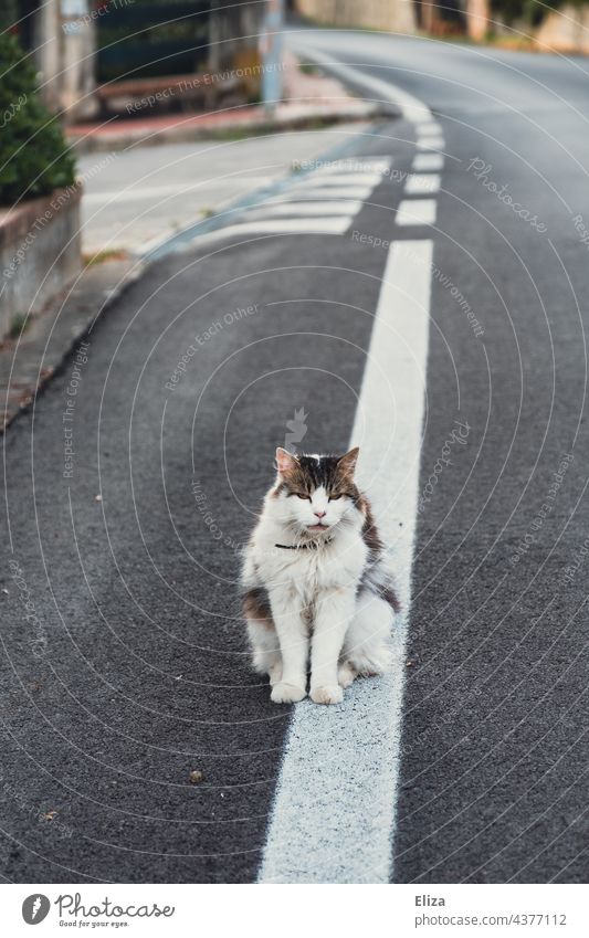 Eine Katze auf der Straße draußen Freigänger Haustier Tier Tierporträt Fell Kater sitzend