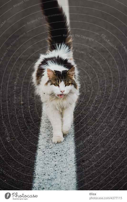 Katze auf Straßenlinie Linie stolzieren laufen spazieren draußen weißschwarz schwarzweiß Wege & Pfade Tier Asphalt Strich