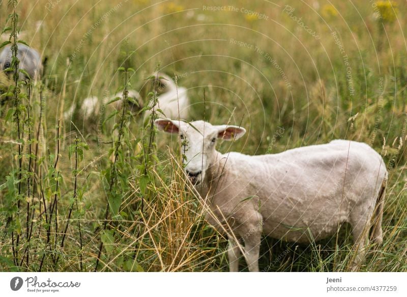 Geschorene Schafherde auf einer Koppel mäh stehen sitzen liegen Tier Tiere Nutztier Wiese Tiergruppe Herde Natur Landschaft Wolle Tierporträt Landwirtschaft