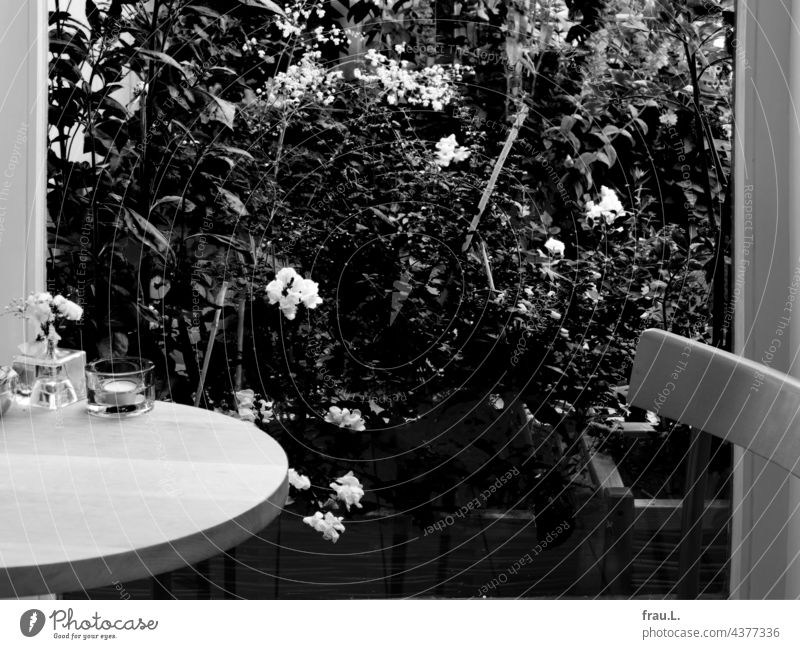 Am Küchenfenster Pflanze Außenaufnahme Fenster Balkon Terrasse Blume Sommer Topfpflanze Löwenmäulchen Wiesenraute Tisch Stuhl Stuhllehne Blüte Vicke Fingerhut