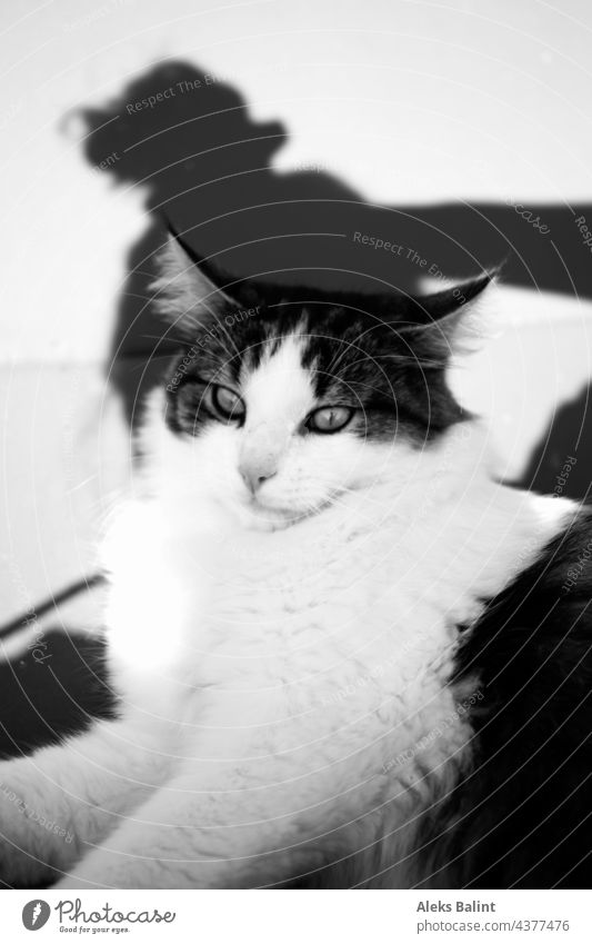 Schwarzweiss Aufnahme von einer Katze mit Schatten Schwarzweiß Schwarzweißfoto schwarzweiß sw Blackandwhite Außenaufnahme tiere Kater Wunderschön